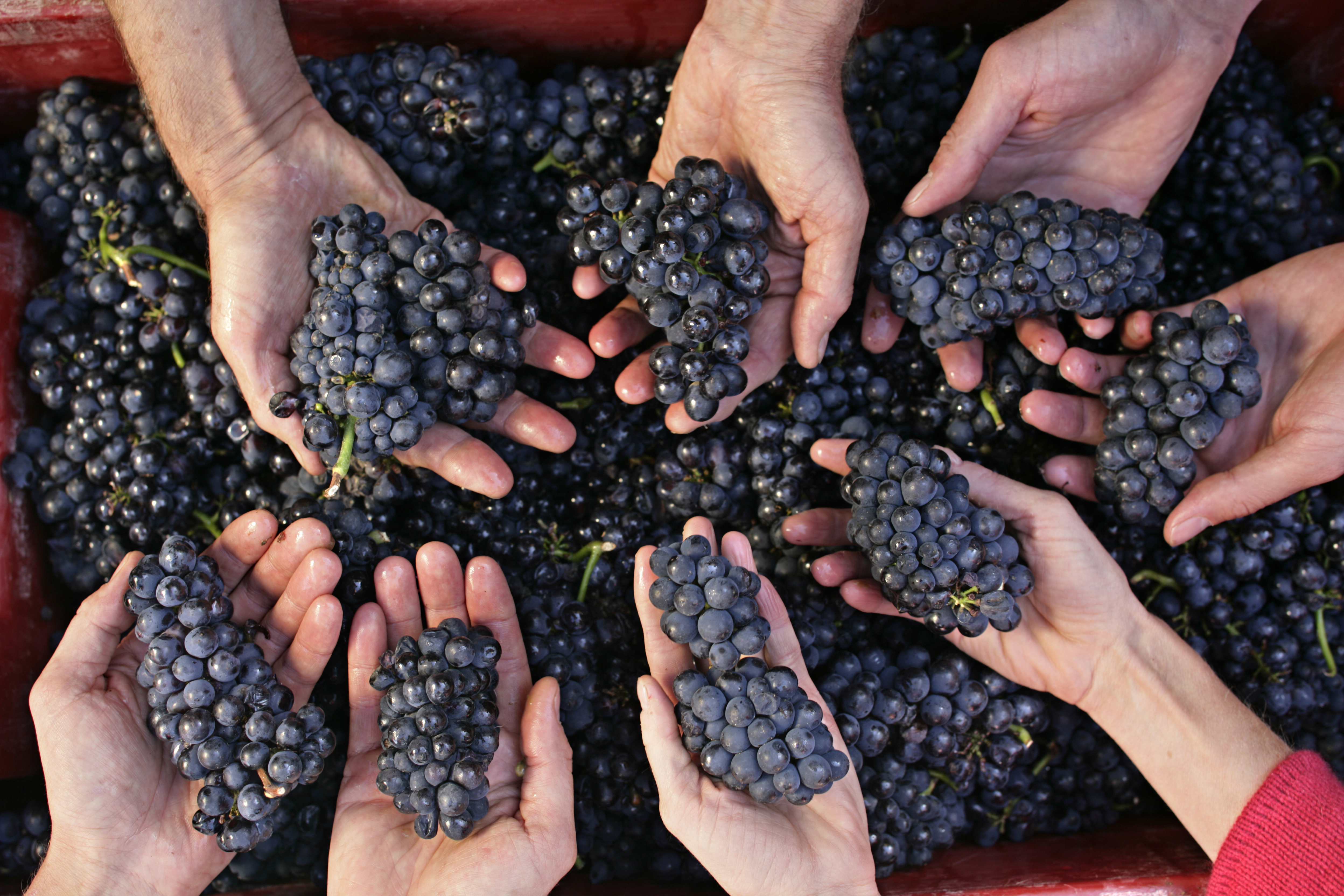 07 - Copyright © Joseph Drouhin - Famille Drouhin en vendanges.JPG