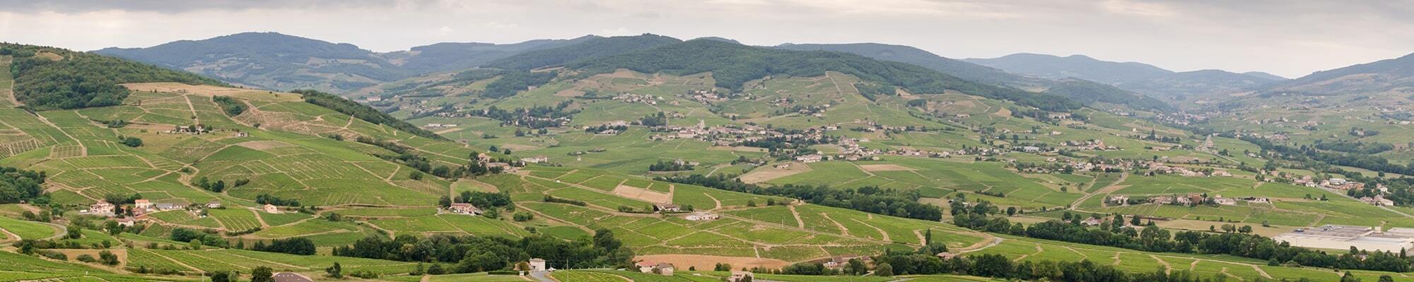 beaujolais_banner