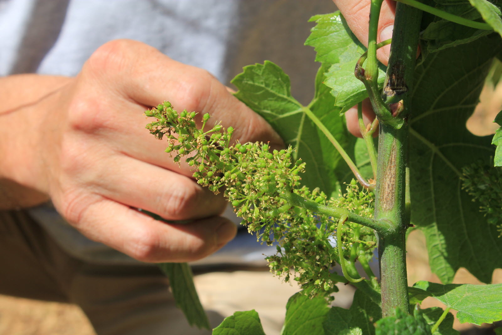 fleur de la vigne 2