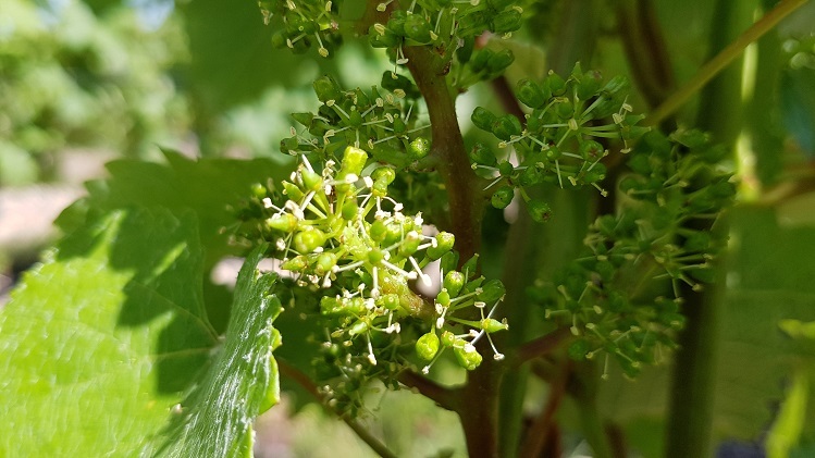 fleur de la vigne 3
