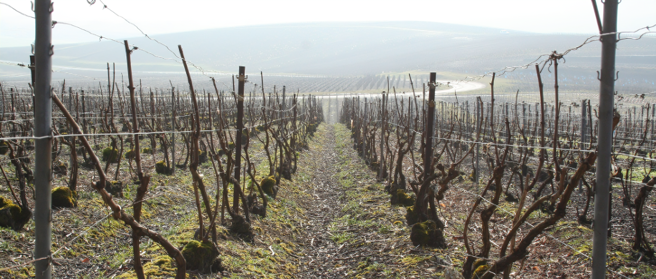 photo taille vigne 1