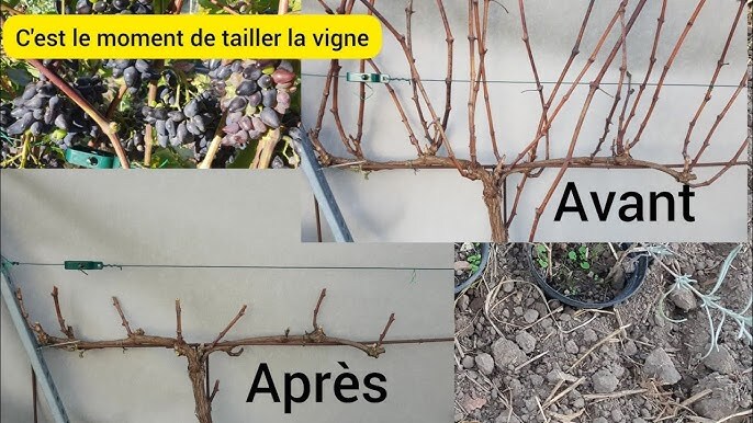 photo taille vigne