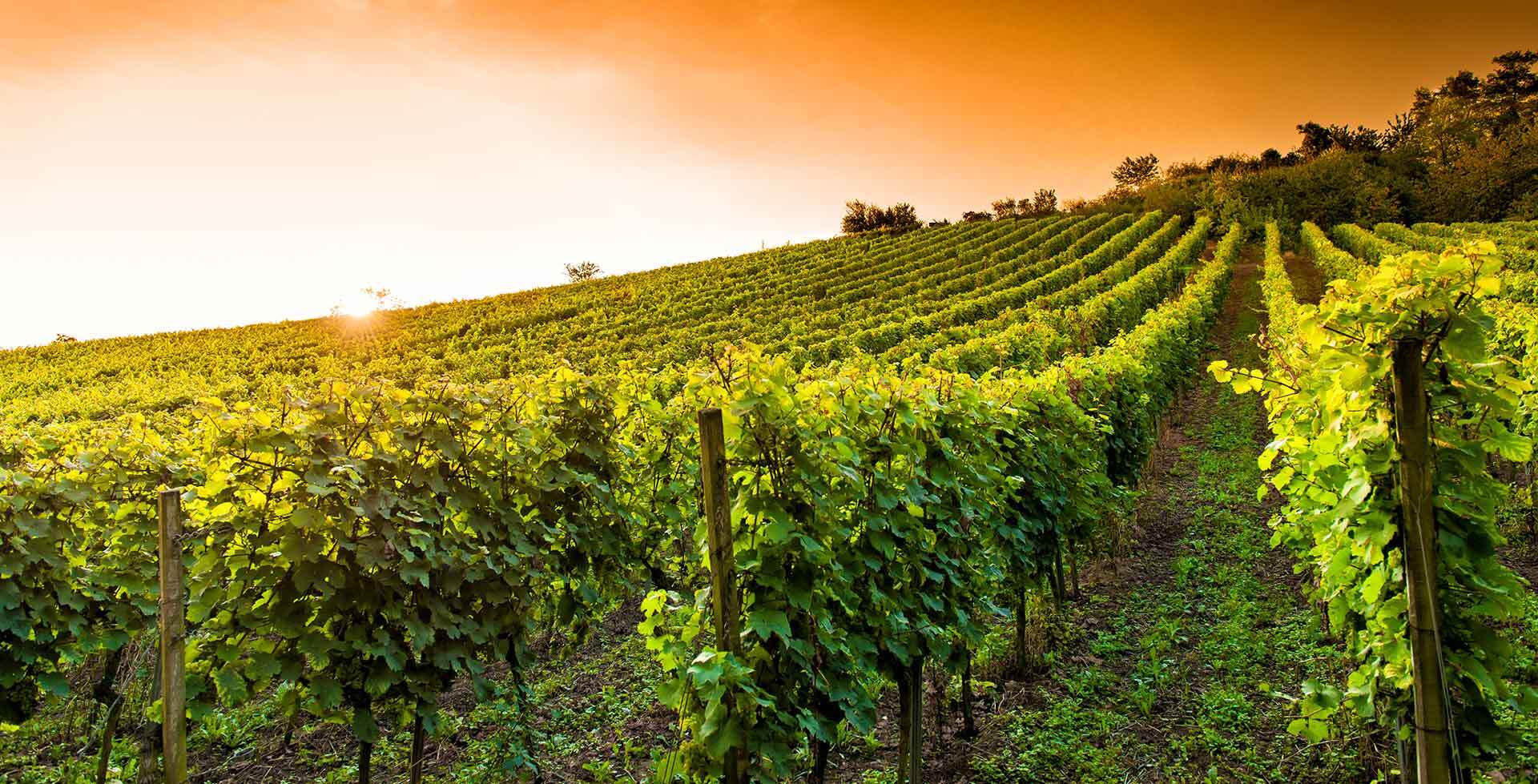 Photo vignoble
